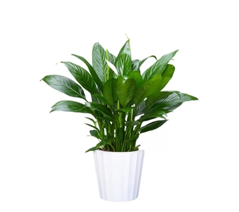 海曙绿植出租价格