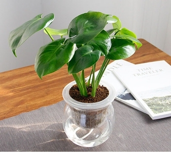 宁波海曙植物租摆,给空间增添一抹自然清新